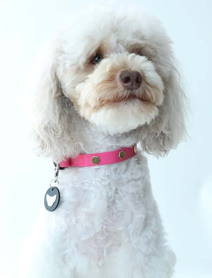 Chic Pink Dog Sport Collar